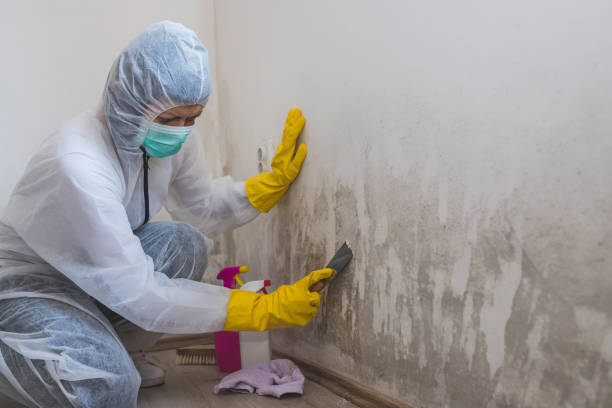 Professional Mold Removal in Wellsville, UT