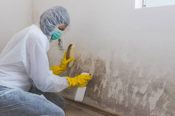 Certified Mold Removal in Wellsville, UT