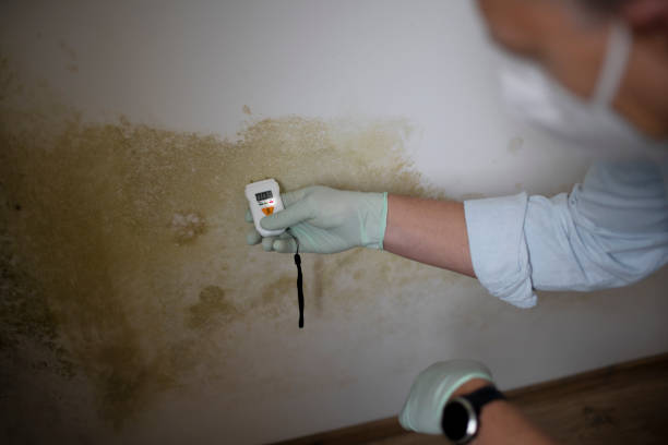 Best Fast Mold Removal  in Wellsville, UT