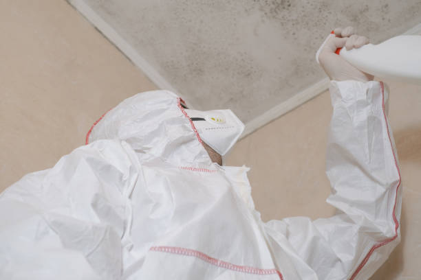 Best Certified Mold Removal  in Wellsville, UT