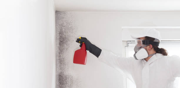 Best Mold Testing  in Wellsville, UT