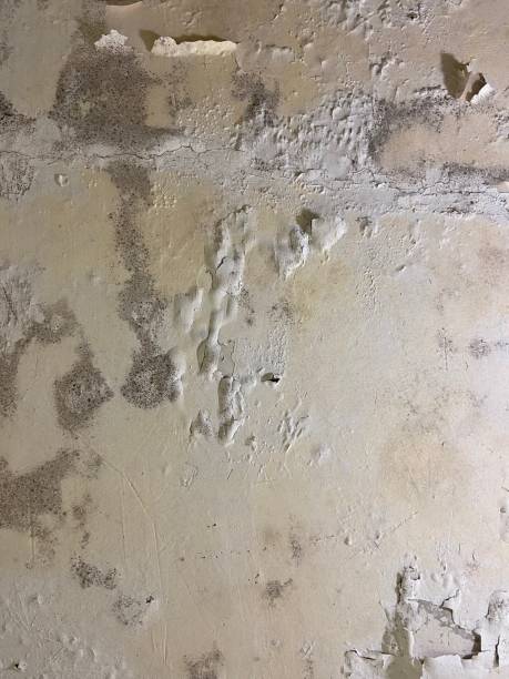 Best Affordable Mold Removal  in Wellsville, UT