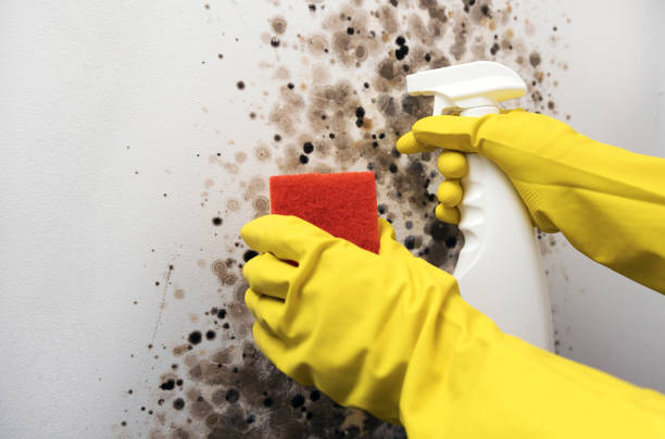 Mold Testing and Removal in Wellsville, UT