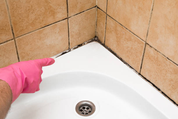 Best Mold Cleaning Services  in Wellsville, UT
