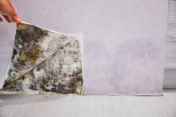 Best Mold Testing  in Wellsville, UT